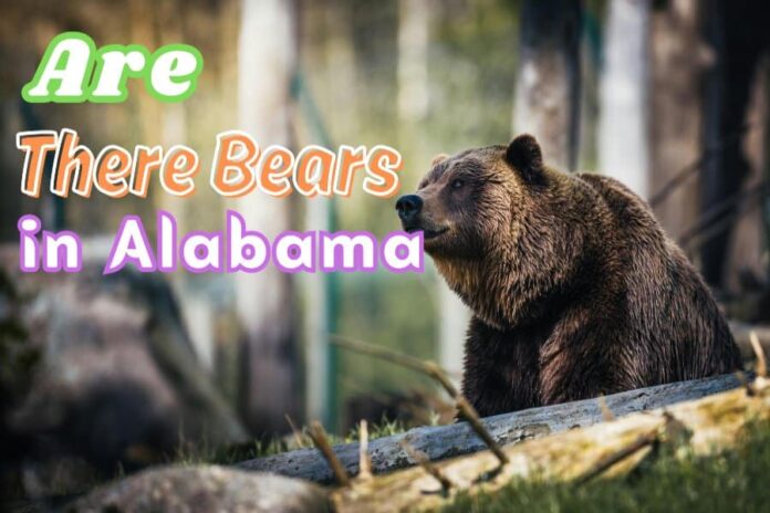 Are There Bears in Alabama