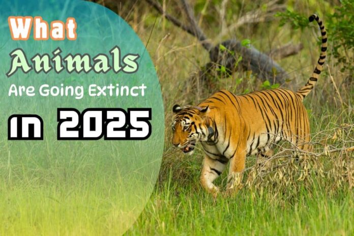 What Animals Are Going Extinct in 2025