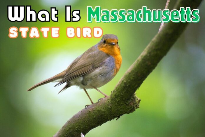 What Is Massachusetts State Bird