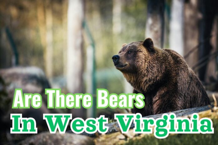 Are There Bears In West Virginia