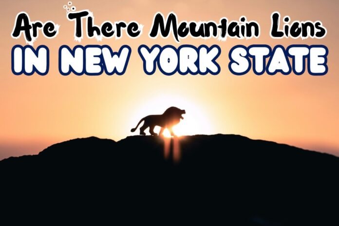 Are There Mountain Lions In New York State