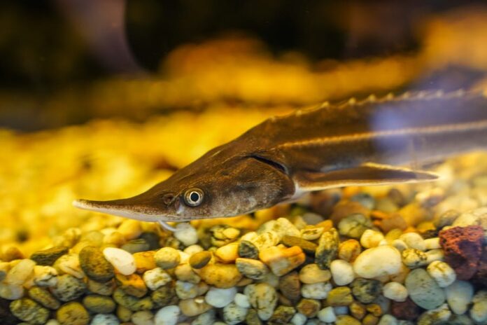 What Is The Rarest Fish In The World